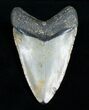 Inch Megalodon Shark Tooth #4064-2